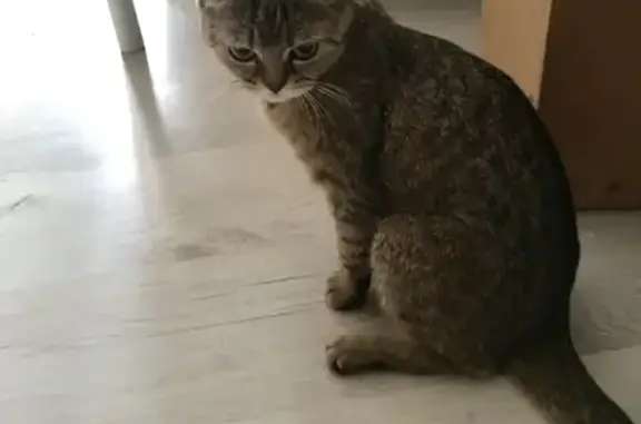 Найдена кошка на Новгородской улице, нужен дом