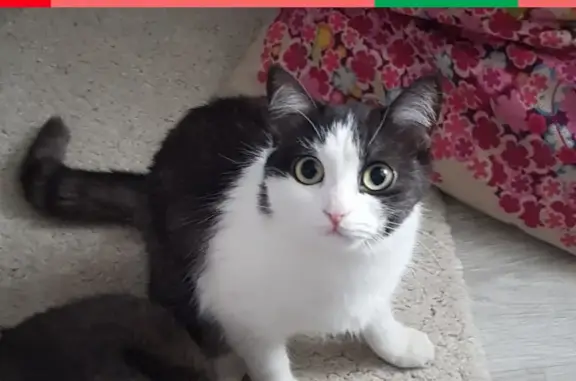 Потерянные животные Томск, фото: Пропала кошка на ул. Смирнова, Томск