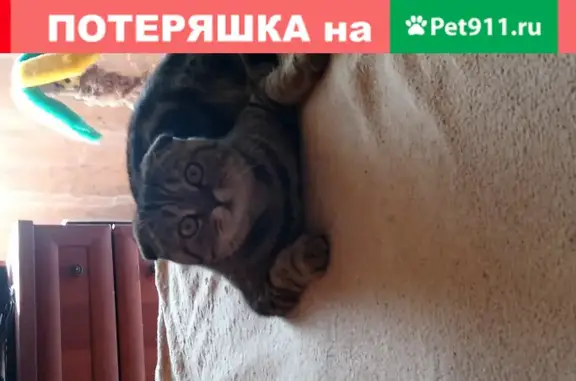 Кошки потеряшки, , фото: Потеряшка кошка в Междуреченске