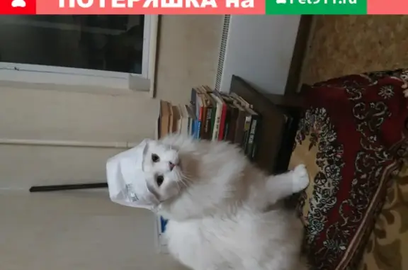 Пропала белая Мейн-кун кошка в Люторичах, Тульская область