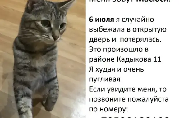 Пропала кошка на улице Кадыкова, Чебоксары