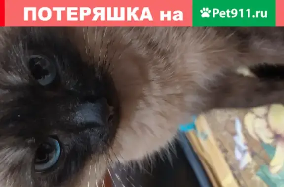 Кошки потеряшки, Ярославль, фото: Потеряшка кошка Кошечка в районе улицы Панина 41