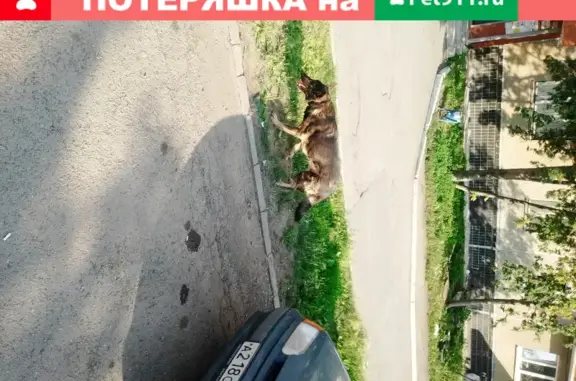 Собака Овчарка с сломанной ногой найдена на улице Чичерина, Космос, 28.