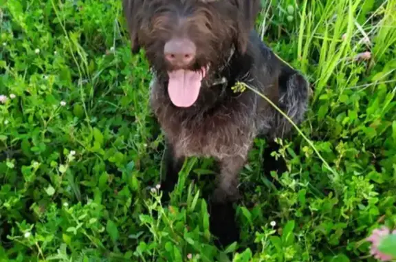 Собаки потеряшки, Рейник, фото: Потеряшка собака в Саратове на Кумысной поляне