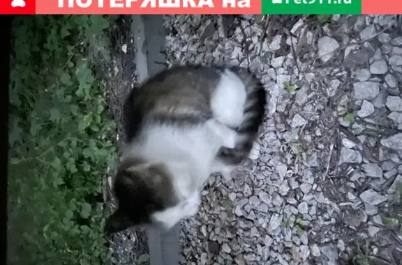 Пропала кошка в Битцевском парке, возможно домашняя