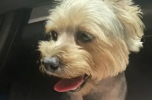 Найдена собака йоркширский терьер в Керчи, ул. Ордженикидзе