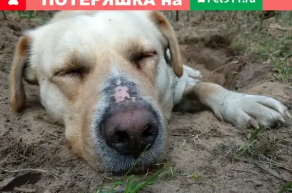 Потерялся пес возле озера Глубокое в Казани