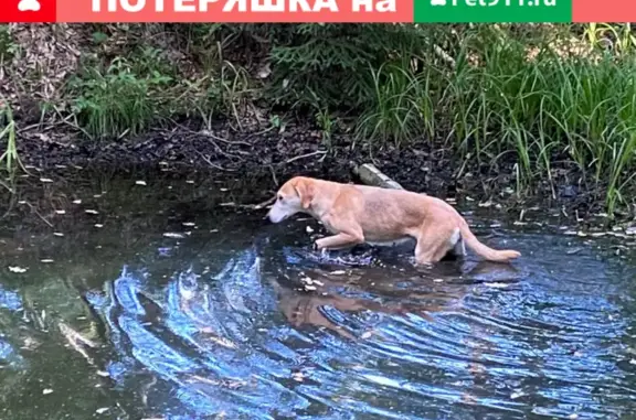 Собака найдена в Раменском районе, Московская область