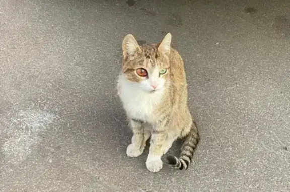 Найден кот возле Вкусвилла на Зелёном проспекте (Перово)