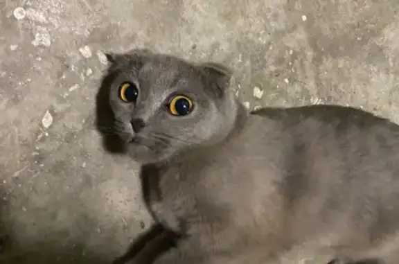 Найдена кошка на улице Мусина в Казани