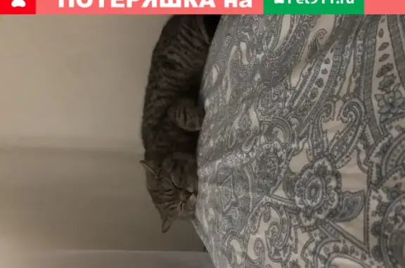 Кошки потеряшки, Казань, фото: Потеряшка кошка в районе Адмиралтейской слободы, Казань 420017