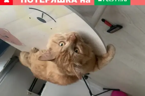 Кошки потеряшки, Санкт-Петербург, фото: Потеряшка кошка Смоки на Нарвском проспекте