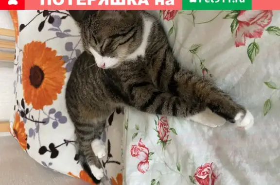 Кошки потеряшки, Санкт-Петербург, фото: Потеряшка кошка на Долгоозерной улице 13 в Санкт-Петербурге