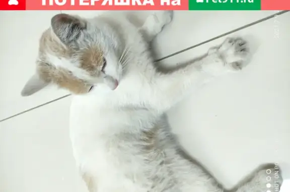 Найдена домашняя кошка на ул. Победы