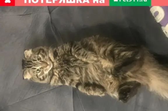 Пропала кошка Мося на ул. Перовская