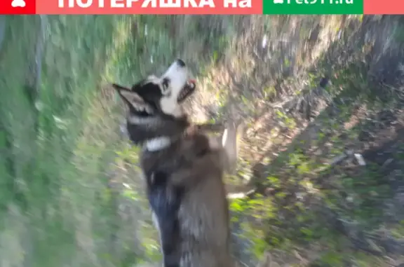Найдена собака на Космическом проспекте, Омск.