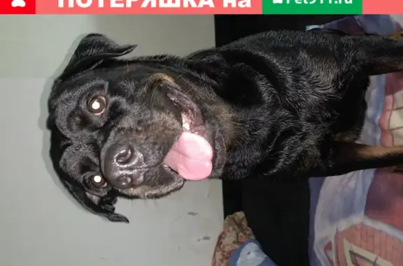 Пропала собака Чери в Томске, ул. Кулагина 89832354913