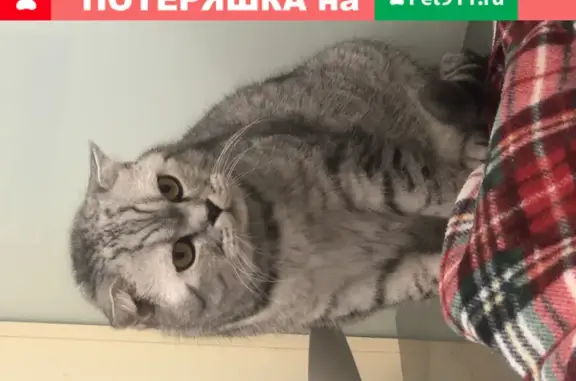 Найден кот в Домодедово на ул. Курыжова