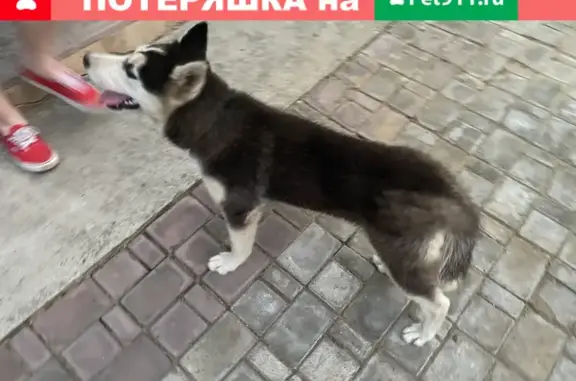 Найден щенок хаски на ул. Десантной в Раменском