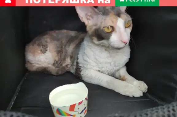 Найдена кошка у метро Борисово