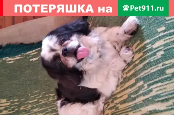 Найдена собака в районе Володарского и Молоково