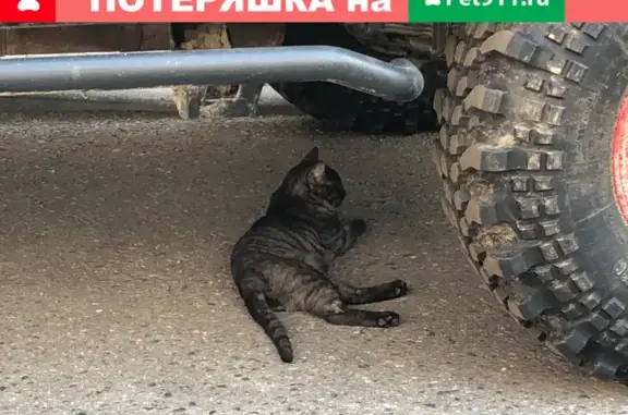 Найден котенок на Ходынском бульваре 15