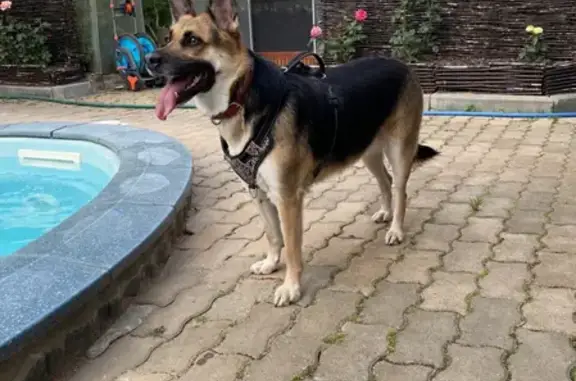 Собаки потеряшки, Санкт-Петербург, фото: Потеряшка собака на Дворцовой площади, контакты хозяйки на ошейнике