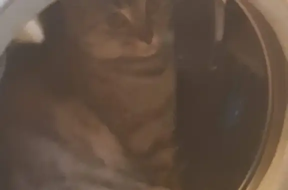 Пропала кошка Буся с адресом в Москве