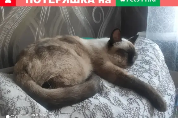 Потерянные животные Ростов-на-Дону, фото: Пропала кошка на ул. Тракторной в Ростове-на-Дону