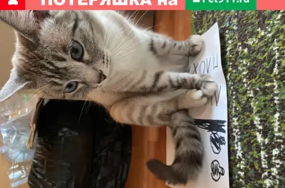 Пропала кошка Яша в Старопышминске