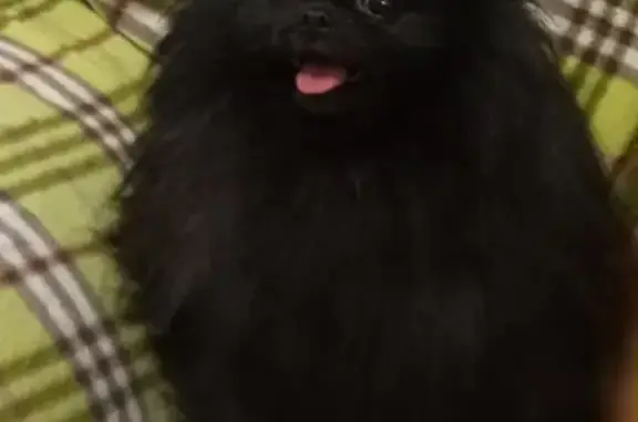 Собаки потеряшки, Тула, фото: Потеряшка шпиц с хроническим заболеванием в Скуратово, Тульская область