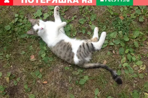 Найден кот в ошейнике - Левашово