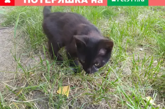 Найдена кошка, Барнаул, фото: Пропал котёнок возле ул. Анатолия, ищет новых хозяев.