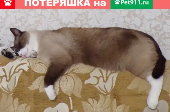 Кошки потеряшки, Барнаул, фото: Потеряшка кошка на ул. Попова 16 в Барнауле, помогите найти!