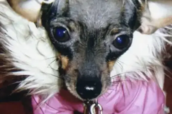 Собаки потеряшки, Челябинск, фото: Потеряшка собака Той терьер по ул. Труда, Челябинск