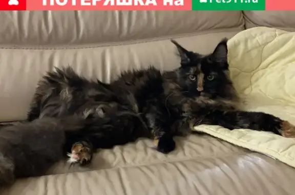 Кошки потеряшки, Тюмень, фото: Потеряшка кошка Лиска в районе Гудвина, Тюмень