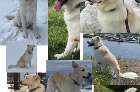 Пропала собака Симба в Академгородке, нужна помощь!