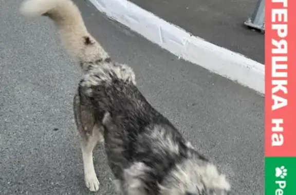 Собака с ошейником гуляет в Кырлай Парке, Казань
