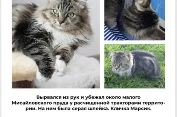 Пропала кошка Марсик, адрес: Первомайская улица, Мисайлово, Московская область