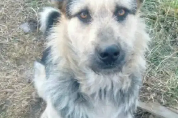 Потерянные животные Анцирский сельсовет, фото: Пропал пёс Гром в СНТ Черёмушки, Красноярский край