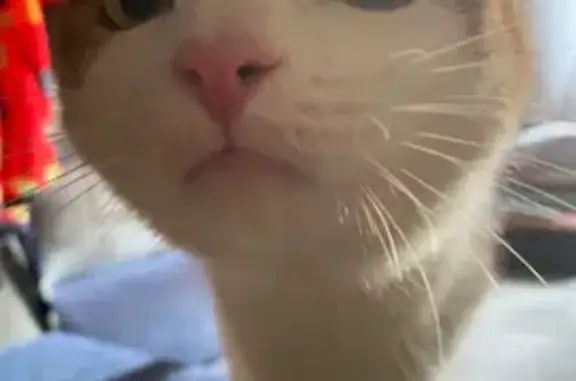 Объявления о пропавших и найденных животных, Киров, фото: Пропала кошка Симба на Театральной площади