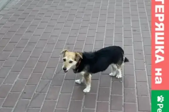 Найдена собака на Крюковке и Менделеева