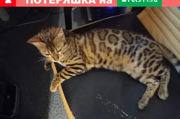 Пропала кошка Алиса, бенгал, 11 мес. беременная. Абрамцевская д2, Москва.