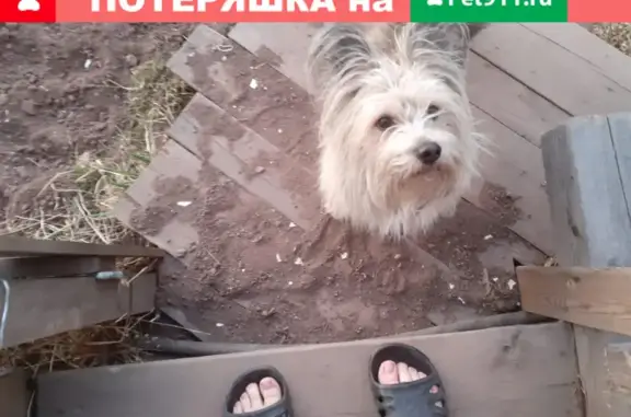 Пропавшая собака найдена в Братске
