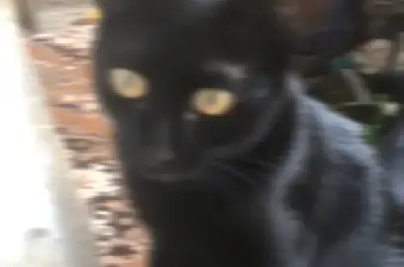 Кошки потеряшки, Набережные Челны, фото: Потеряшка кошка МИЯ в Набережных Челнах, дом 48/11