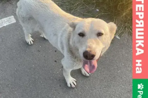 Найдена собака на улице Жукова, Пятигорск, Россия.