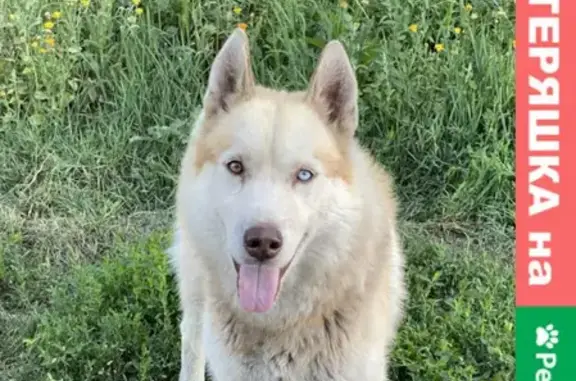 Собака найдена в СНТ Аланлык, Татарстан.