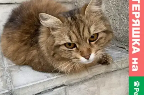 Найдена кошка на Московской улице
