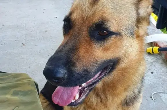 Найдена собака в КП Сантория, Чеховский район