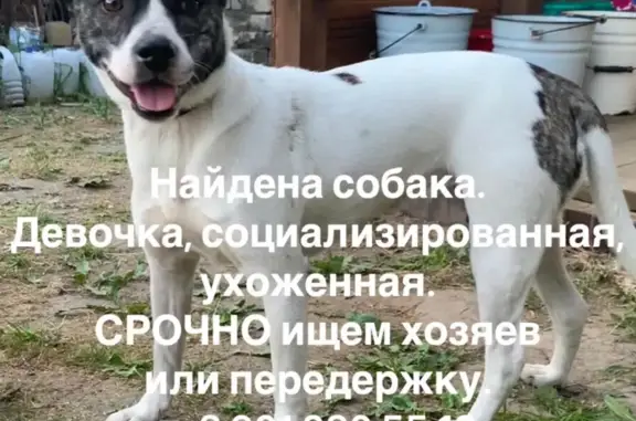 Найдена собака в Московском микрорайоне, Иваново